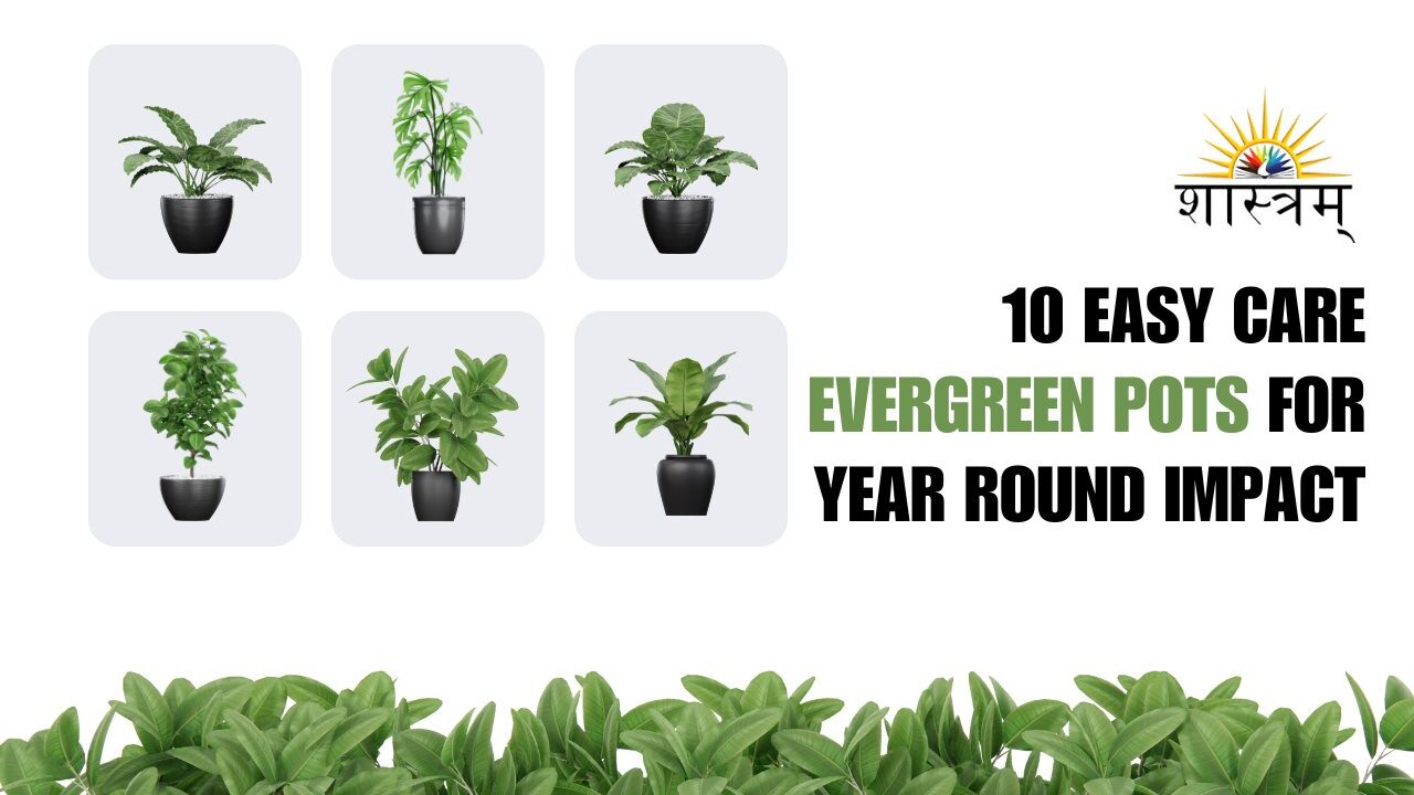 10 Easy Care Evergreen Pots For Year Round Impact