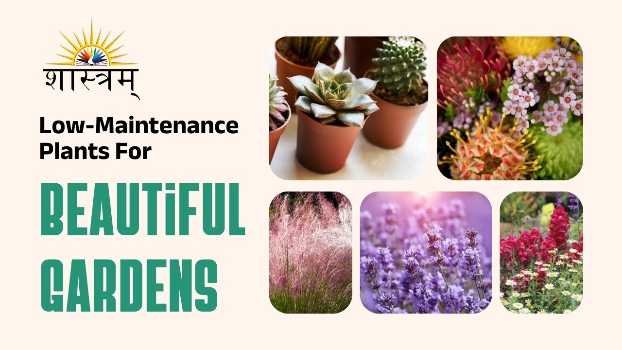 Low-Maintenance Plants For Beautiful Gardens