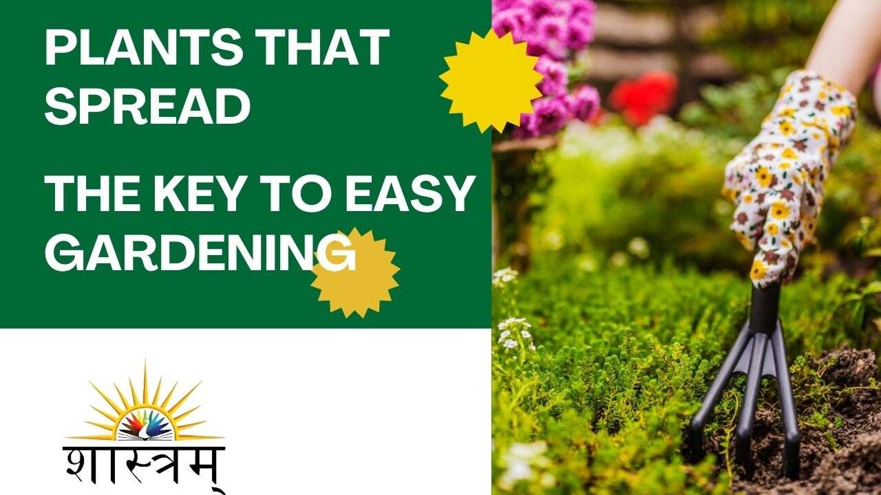 Plants That Spread – The Key To Easy Gardening