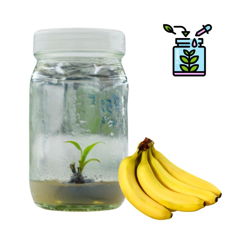 Banana Tissue Culture