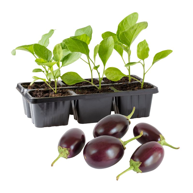 Brinjal