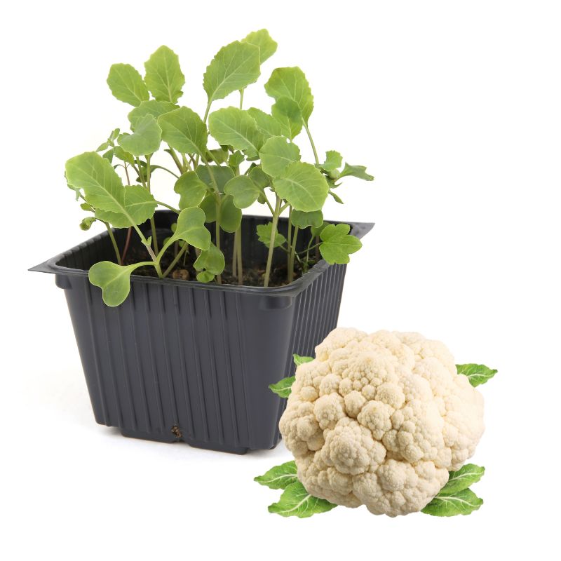 Cauliflower