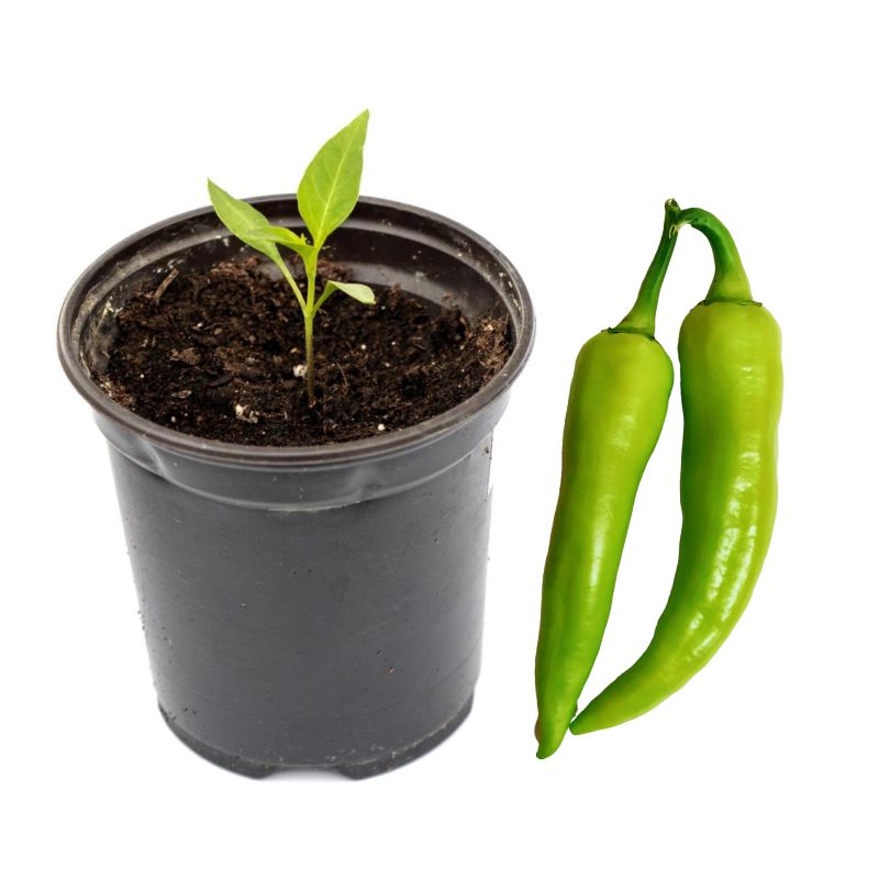 Chili