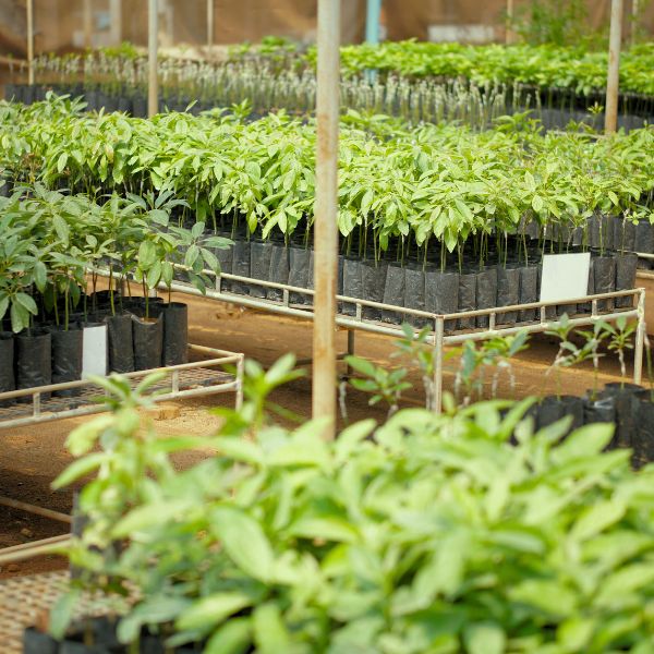 GRAFTED & FORESTRY PLANTS