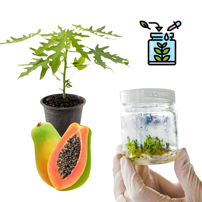 Papaya Tissue Culture