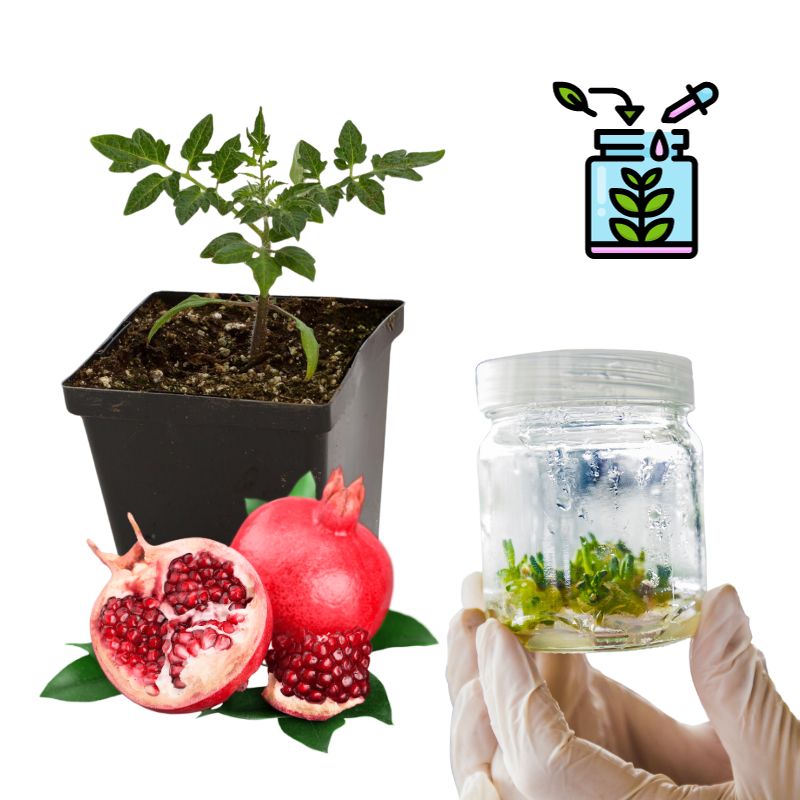 Pomegranate Tissue Culture