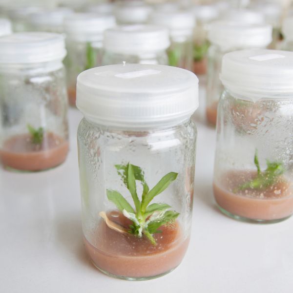 TISSUE CULTURE PLANTS