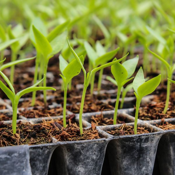 VEGETABLES SEEDLINGS