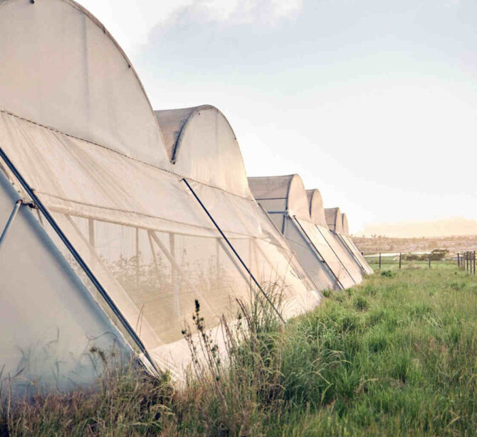 Hybrid Poly Net House