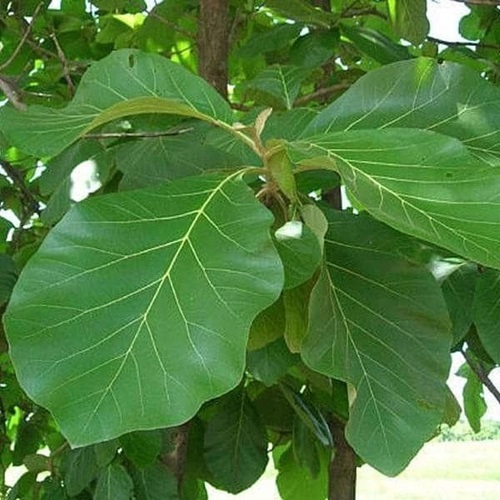 Teak Tree