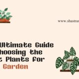 Guide to Choosing Plants