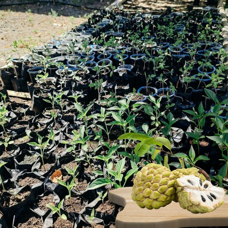 Custard Apple Grafted Plant