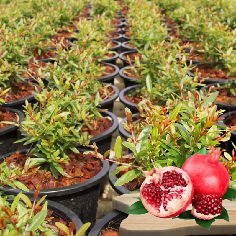 Grafted Pomegranate Plant