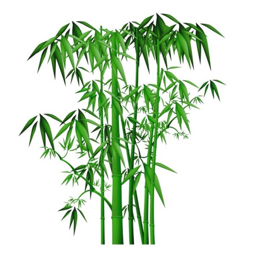 Bamboo Plant