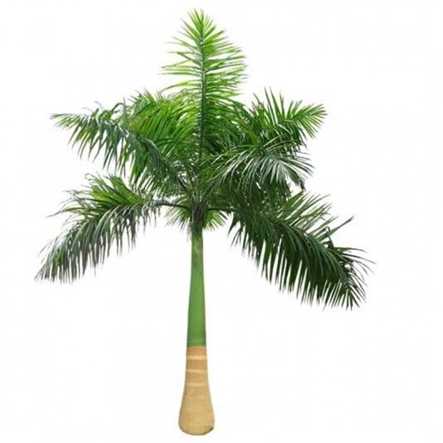 Palm Tree