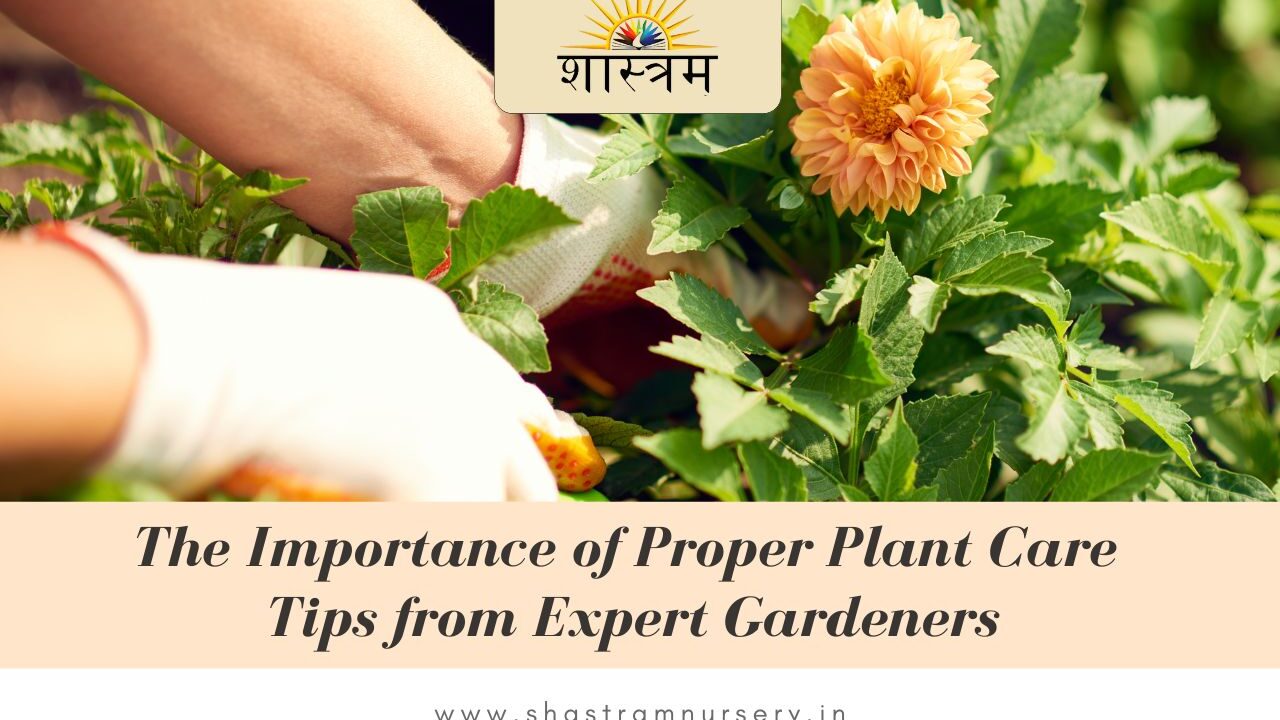 The Importance of Proper Plant Care: Tips from Expert Gardeners