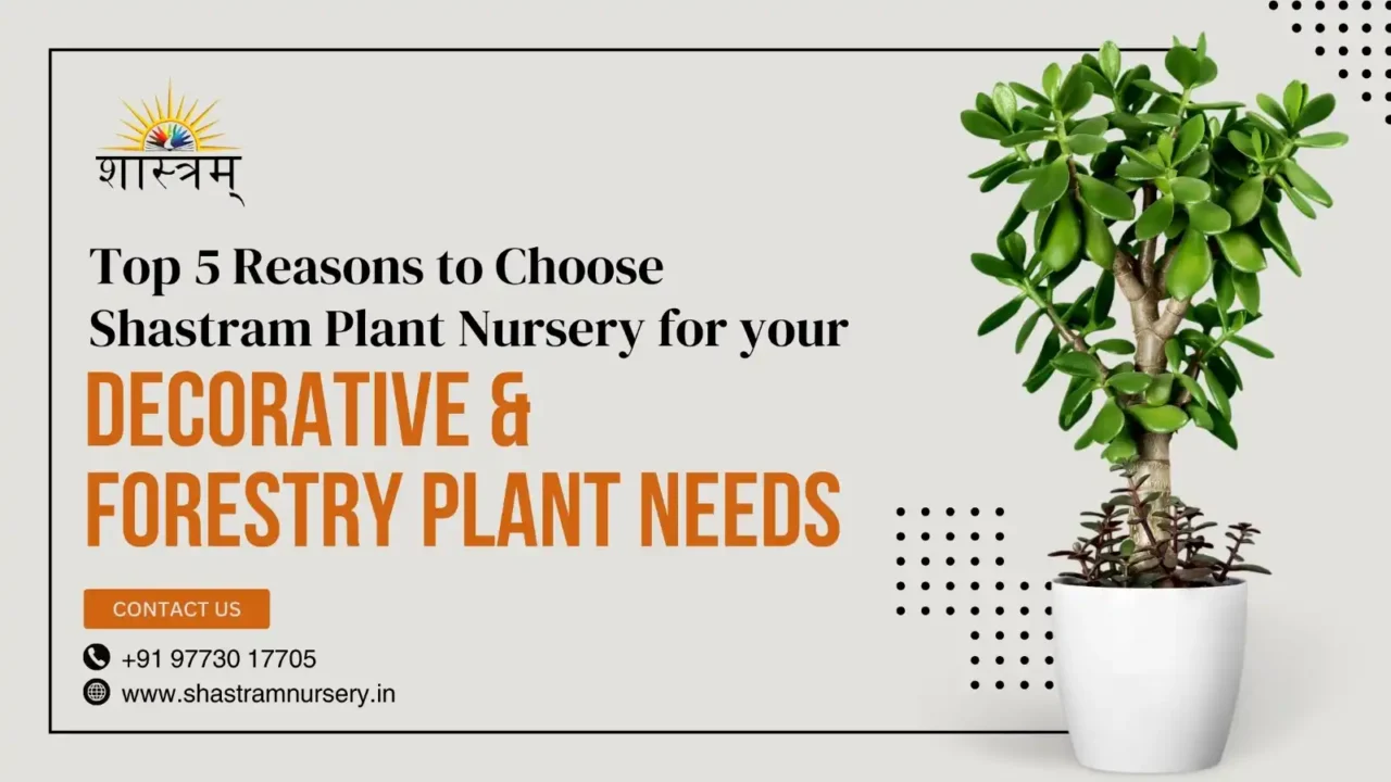 Top 5 Reasons to Choose Shastram Plant Nursery